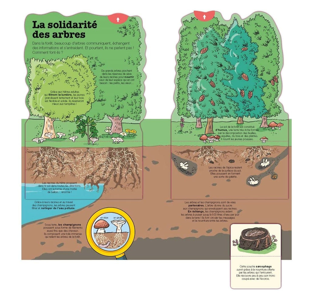 Kididoc - La vie des arbres