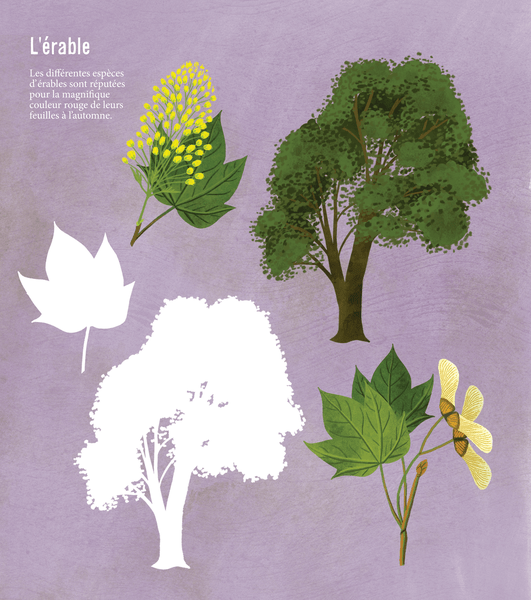 Mon beau livre de la nature - À la découverte des arbres, fleurs, fruits et légumes...