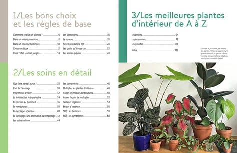 Plantes d'intérieur : plantes tendance pour un effet jungle