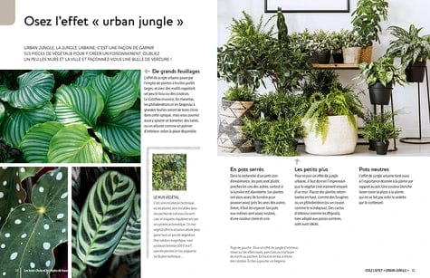 Plantes d'intérieur : plantes tendance pour un effet jungle