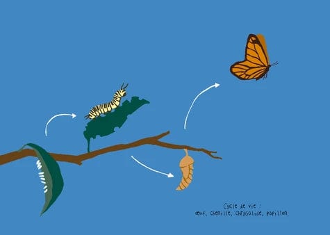 Les sciences naturelles de Tatsu Nagata - Le papillon