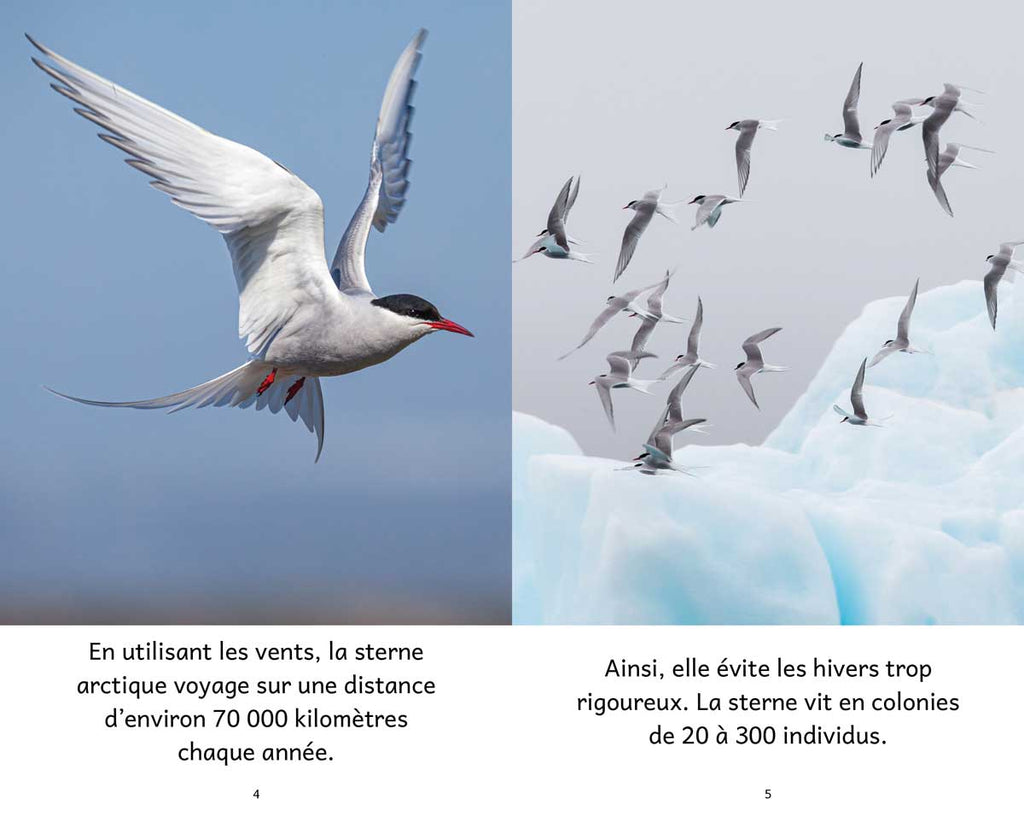 Ensemble Facile à lire - Les Animaux polaires - Niveau 4