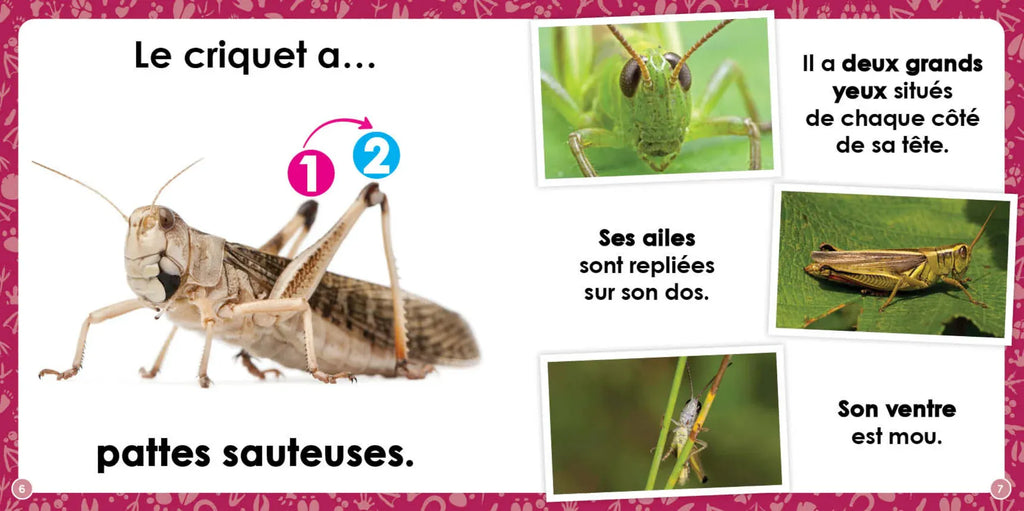 Mon louloudoc - Les criquets