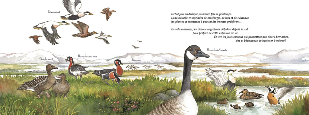 Au pôle Nord ou au pôle Sud ? - Les animaux du froid