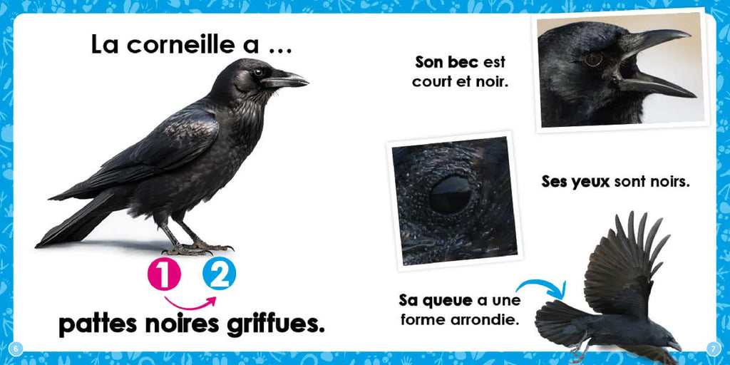 Mon louloudoc - Les corneilles