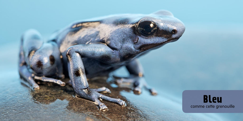 Mon imagier des animaux - Couleurs