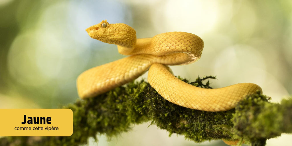 Mon imagier des animaux - Couleurs