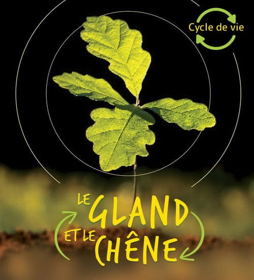 Cycle de vie - Le gland et le chêne