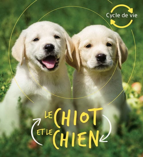 Cycle de vie - Le chiot et le chien