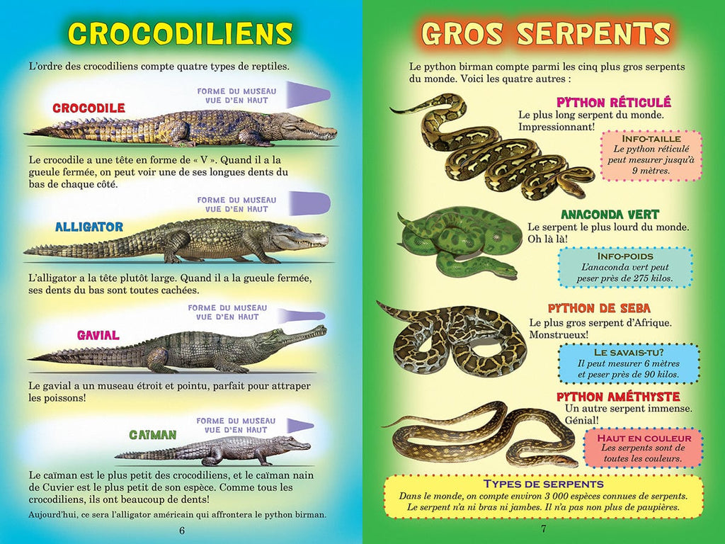 Qui va gagner? L'alligator ou le python?