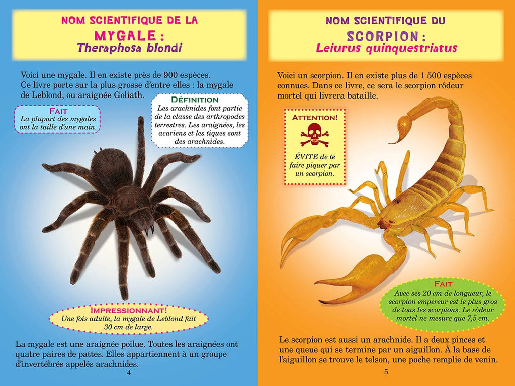 Qui va gagner? La mygale ou le scorpion?