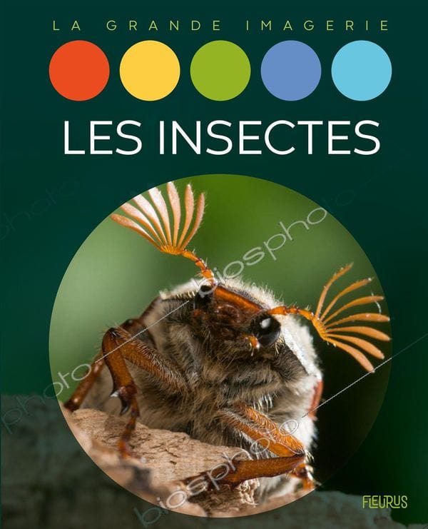 La grande imagerie - Les insectes