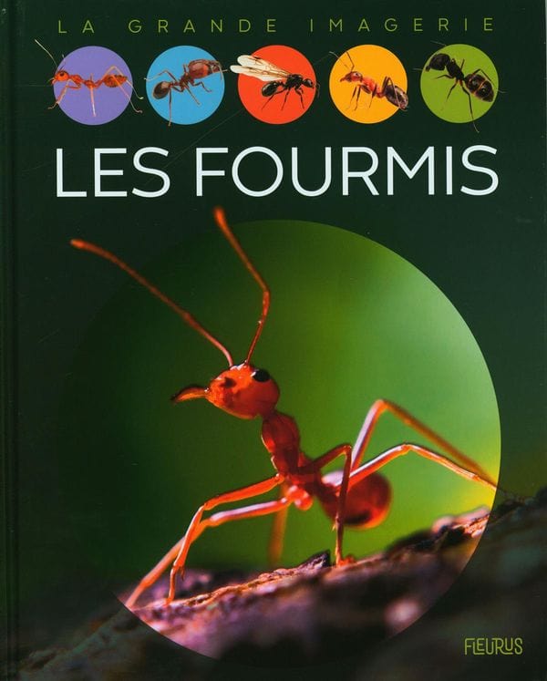 La grande imagerie - Les fourmis