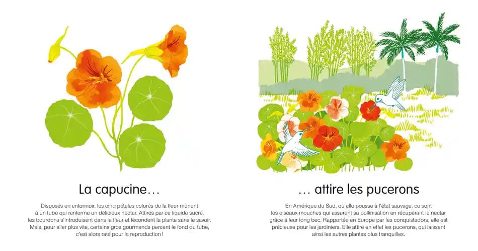 Dis, quelle est cette fleur ?