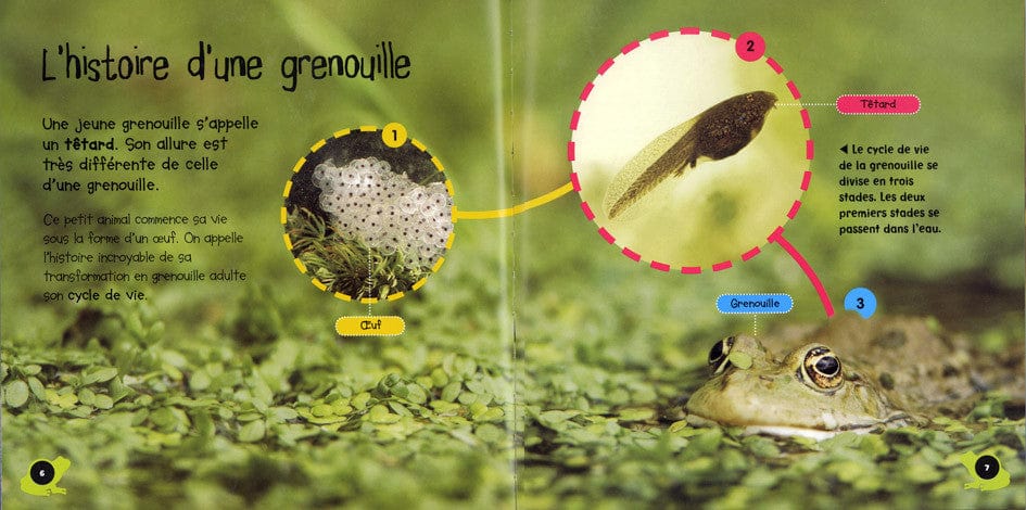 Cycle de vie - La grenouille et le têtard