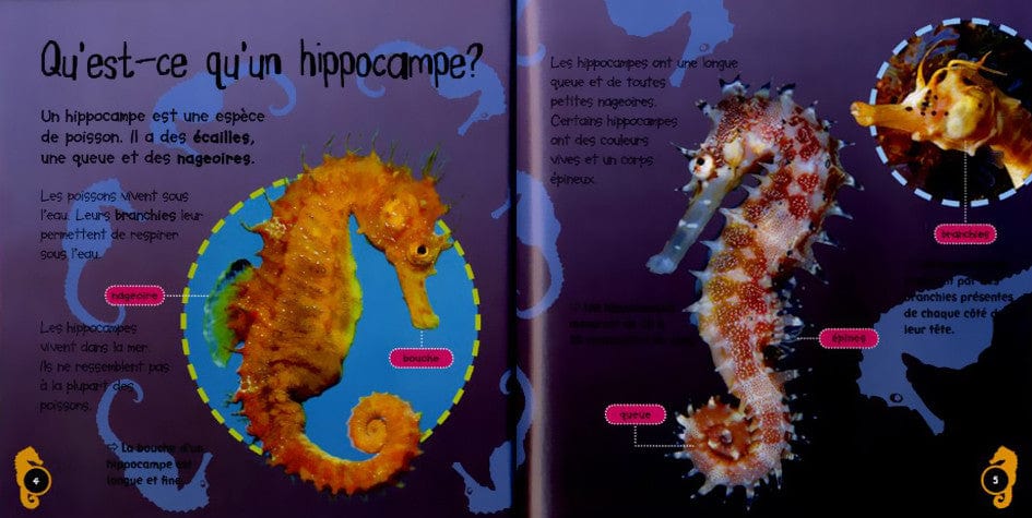 Cycle de vie - L'alevin et l'hippocampe