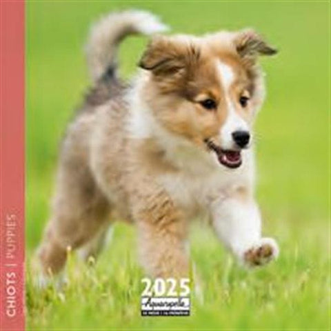 Calendrier 2025 Chiots