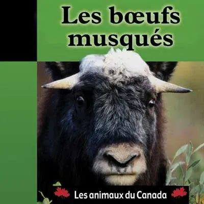 Les animaux du Canada - Les bœufs musqués