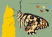 Les sciences naturelles de Tatsu Nagata - Le papillon