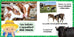 Mon louloudoc - Les vaches
