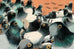 Arrête de nourrir les oiseaux!