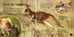Cycle de vie - Le kangourou et son petit